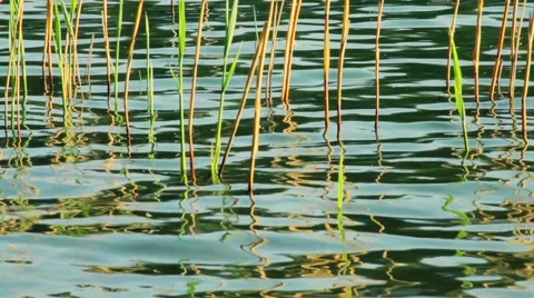 Reed reflected in the moving water Stock-Footage 58822930