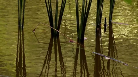 Reed  reflected in water Stock Footage 7758767