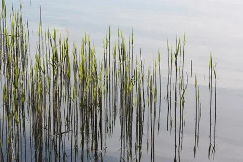 Reed reflected in the water Stock Photos