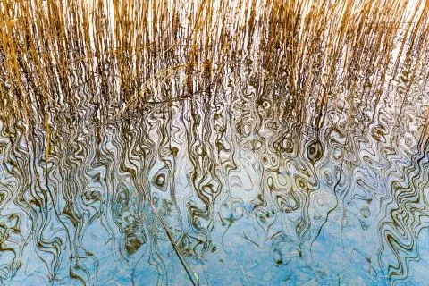 Reed reflected in wavy water Foto stock