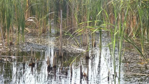Reed reflection on calm water surface as metaphor for inner peace Vidéo 337773851