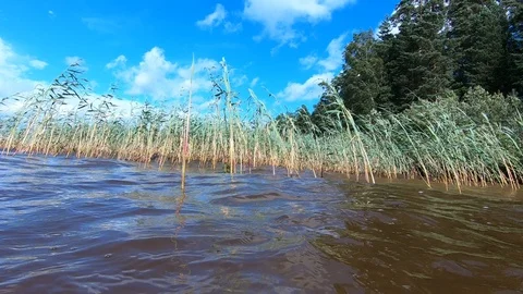 Reed by the river. Cane. Stock Footage 100664215