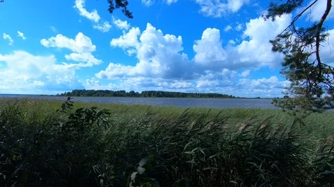 Reed by the river. Cane. Stock Footage 100669094