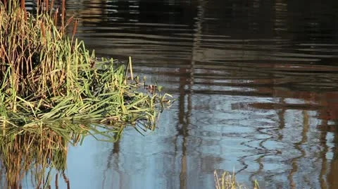 Reed on the river Stock Footage 20461171