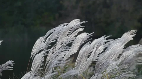 Reed by the river 库存影片 43400558