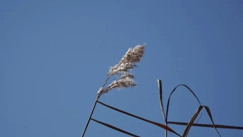 Reed on the river Stock Footage 82476972