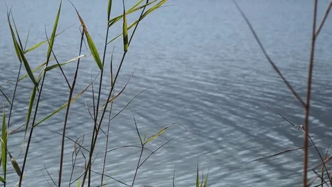 Reed on the river Stock Footage 82476978