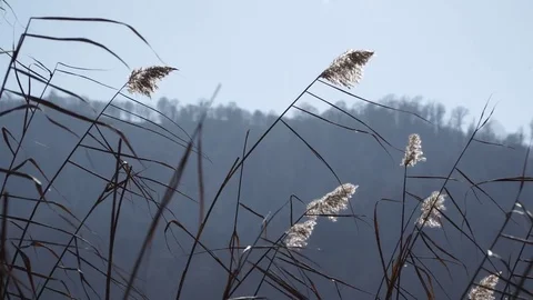 Reed on the river Stock Footage 82477026