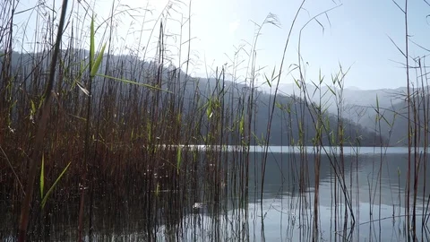 Reed on the river Stock Footage 82477034