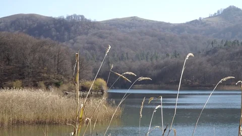Reed on the river Stock Footage 82477076
