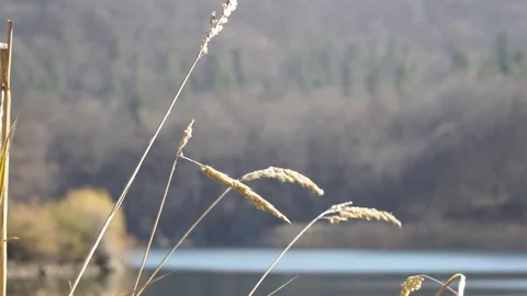 Reed on the river Stock Footage 82477091