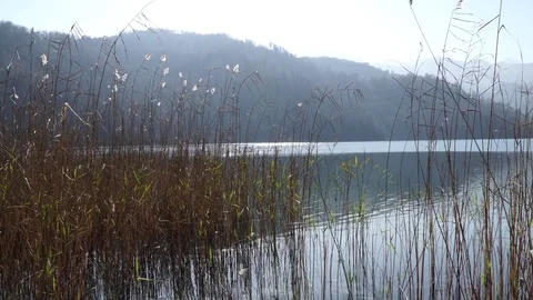 Reed on the river Stock Footage 82477150