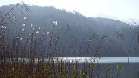 Reed on the river Stock Footage 82477215