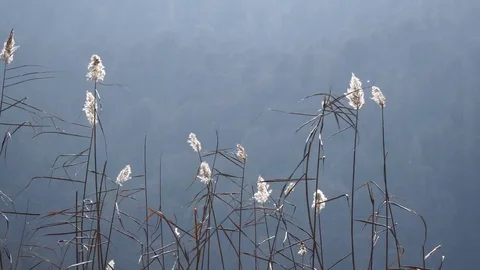 Reed on the river Stock Footage 82477233
