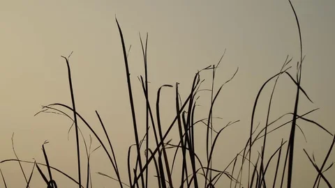Reed on the river Stock Footage 82480511