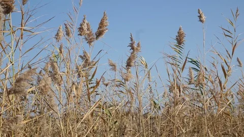 Reed on the river Stock Footage 82481729