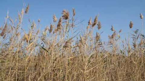 Reed on the river Stock Footage 82481759