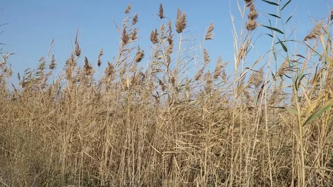 Reed on the river Stock Footage 82481781