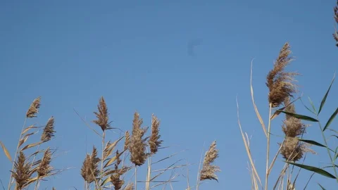 Reed on the river Stock Footage 82481810