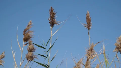Reed on the river Stock Footage 82481824