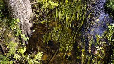 Reed on a river with leafs and tree Video stock 94642133
