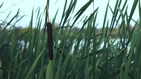 Reed sat in the background of the lake Stock Footage 113973849