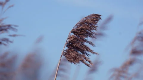 Reed  seedheads in  blowing in the wind Video stock 332621216