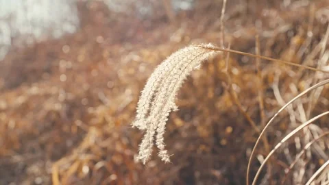A reed shaken with the wind Video stock 262634180
