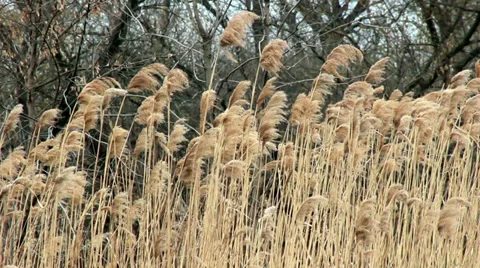 Reed shaking on wind 스톡 동영상 36659925