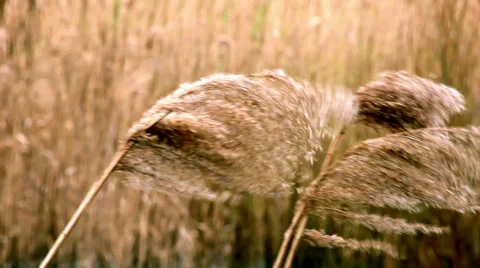 Reed shaking on wind 스톡 동영상 36659981