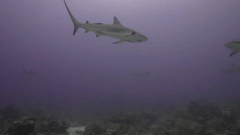 Reed Sharks ciriling from the bottom of the reef Stock Footage 203850665