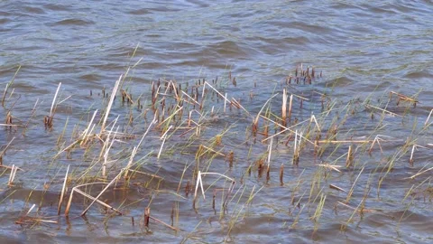 Reed shoots sprout on the water surface Stock-Footage 140690771