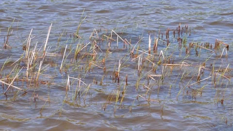 Reed shoots sprout from on the water surface Stock-Footage 140690843