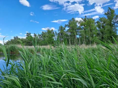 A reed on the shore Stock Photos