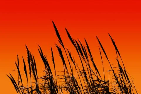 Reed Silhouette Stock Photos