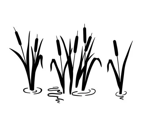 Reed silhouette set. Vector illustration isolated on white. Plants on swamp and Stock Illustration