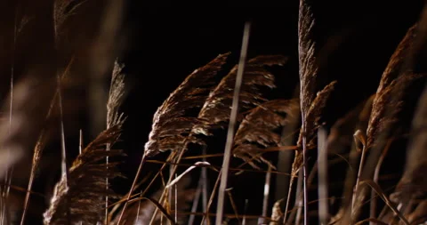 Reed silhouettes swaying in the wind above dark night background. Stock Footage 143543653