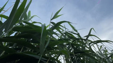 Reed on a sky background. Low angle shot Stock Footage 197046571