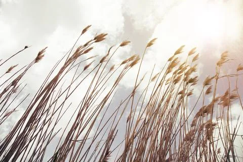 Reed sky Stock Photos