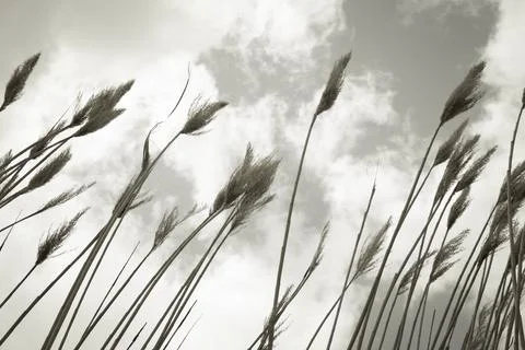 Reed sky Stock Photos