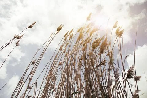 Reed sky Stock Photos