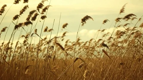 Reed slowly bending on the wind in Ohrid, Macedonia Stock Footage 84917359