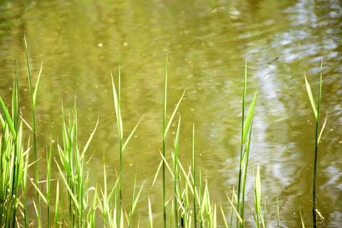 Reed sprouts in the foreground, bottom of the frame. In the background blurred Stock Photos