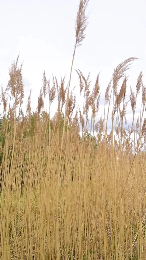 Reed stalks bend slightly in breeze Stock Footage 336538885