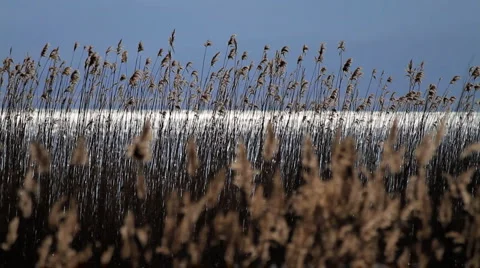 Reed Stalks Stock Footage