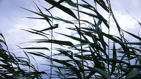 The reed stalks the wind. Stock Footage 77681367