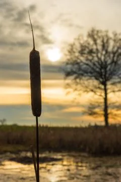 The reed stands alone Stock Photos