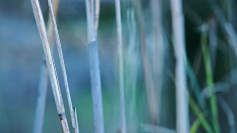 Reed stem details Stock Footage 340933309