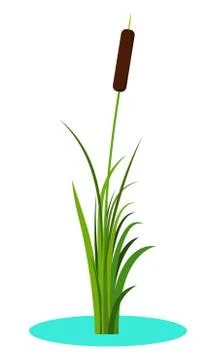 Reed stem plant vector isolated on white background Stock Illustration