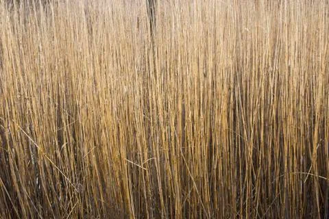 Reed Stems Stock Photos